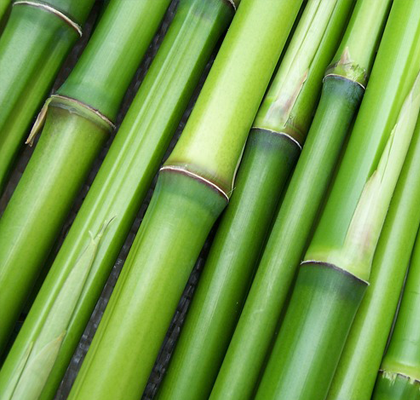 //r.kwikweb.co.za/renewbamboo/photos/Gallery.png
